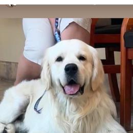 Ollie - Oliver Avery - Golden Retriever