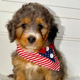 Ocean - Merle female Bernedoodle puppy in Beecher, Illinois from Erica’s Doodles