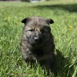 Karly - Sable female German Shepherd puppy in Missoula, Montana from Spartan German Shepherds