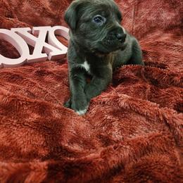 Elijah - Gray male Cane Corso puppy in Roachdale, Indiana from Cast Iron Kennels