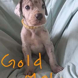Gold Collar Male - Merle male Great Dane puppy in Newport, Washington from Lakefront Danes