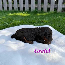Gretel - Phantom female Poodle puppy in Ellenburg Center, New York from Kristin's Puppies