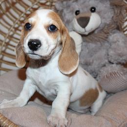 Boy 3 - Piebald male Dachshund puppy in Craig, Colorado from Rocky Mountain Shih Tzus and Dry Creek Miniature Dachshunds
