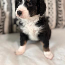 Danny - Tri-color male Bernedoodle puppy in Jacksonville, Florida from Star of the Sea Doodles