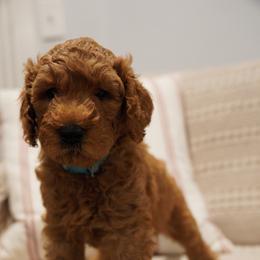 Sky - Apricot male Goldendoodle puppy in Galt, California from Foxi Goldendoodles