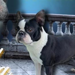 Tula - Boston Terrier