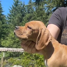 Red Boy - Orange male Pointer puppy in Olympia, Washington from Birdsboro Pointers