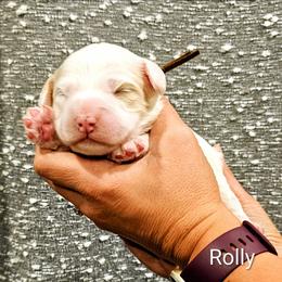 Rolly - White male Bernedoodle puppy in Forest, Ohio from Mini Doodle Buddies
