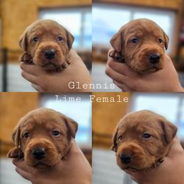 Glennis - Lime Collar - Yellow female Labrador Retriever puppy in Boyd, Minnesota from Lindley Labradors