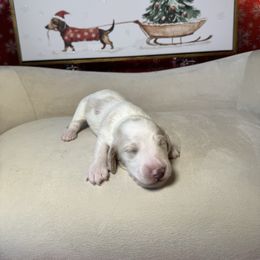 Sugar - Piebald male Dachshund puppy in Kissimmee, Florida from Mini Doxie Cuties