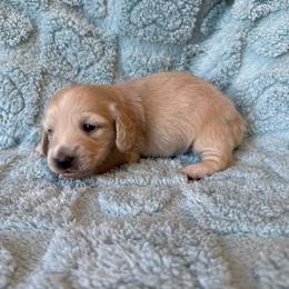 Cream puff - Cream female Dachshund puppy in New Mexico from Long Dog Ranch