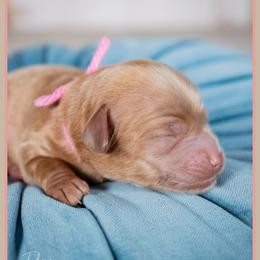 Marion - Red female Cockapoo puppy in Connersville, Indiana from Deaz Doodle Ranch