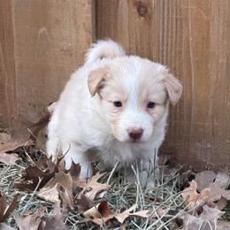 Mochi - White and gold female Border Collie puppy in Mckinney, Texas from Border Collies of Ruidoso
