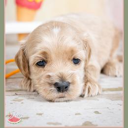 Freddie - Buff male Cockapoo puppy in Connersville, Indiana from Deaz Doodle Ranch