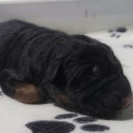 Pink Collar - Female - Black and red female German Shepherd puppy in Charlotte, North Carolina from Zuflucht K9s