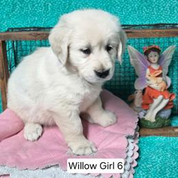 Willow Girl 6 - Light golden female Golden Retriever puppy in Niles, Michigan from Composer Goldens