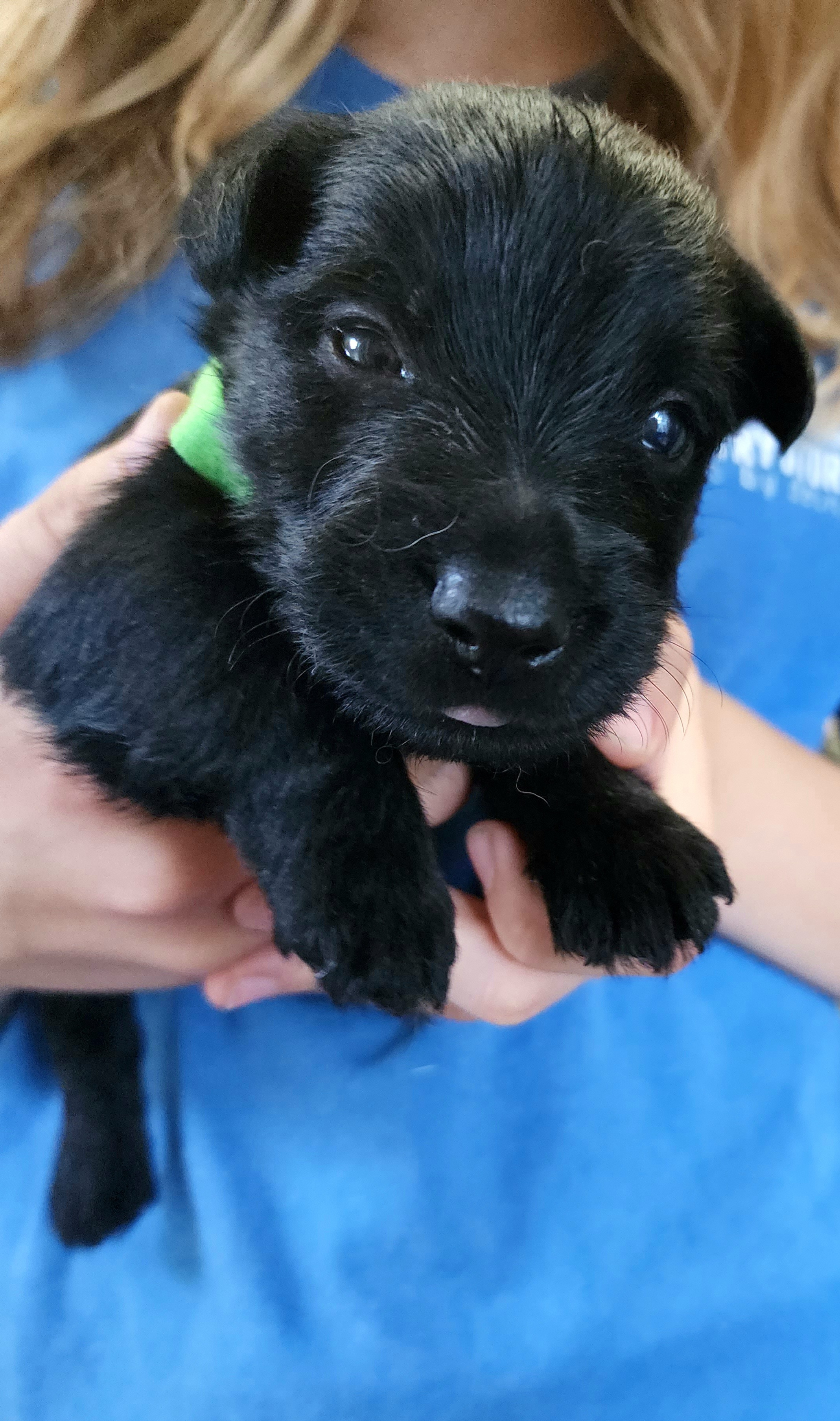 Scottish Terrier Puppies from Nicole's Scottish Terriers