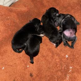 Black Bear - Black female Pomeranian puppy in North Port, Florida from POMRITA POM’S