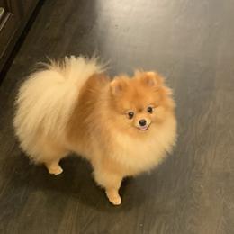Roslyn - Pomeranian