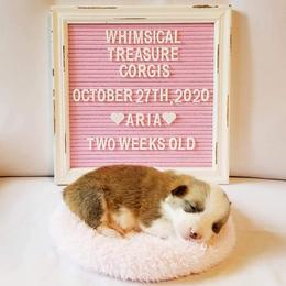 American Corgi and Pembroke Welsh Corgi Puppies from Whimsical Treasure Corgis
