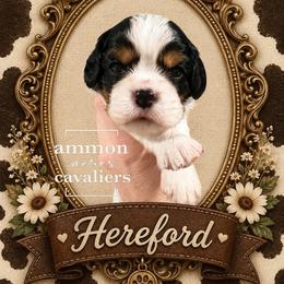 Hereford - Tri-color male Cavalier King Charles Spaniel puppy in Ammon, Idaho from Ammon Acres Cavaliers