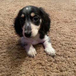 Grace - Piebald female Dachshund puppy in Norman, Oklahoma from Country Chapel Dachshunds