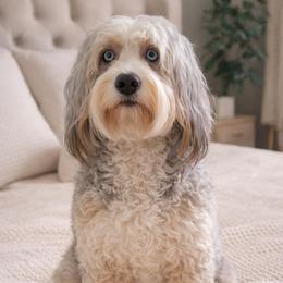 Coral - Bernedoodle