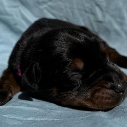 Arrow - Black and rust male Doberman Pinscher puppy in Toney, Alabama from Bhon Mhuir Dobermanns