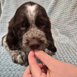 Red - Liver white and roan male English Springer Spaniel puppy in South Williamsport, Pennsylvania from Hoppin Honey Homestead