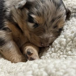 Lucy - Blue merle female Australian Shepherd puppy in Livingston, Texas from Southern Lane Aussies
