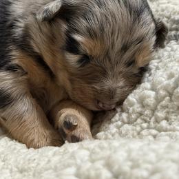 Lucy - Blue merle female Australian Shepherd puppy in Livingston, Texas from Southern Lane Aussies