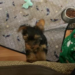 Yorkshire Terrier Puppies from Yorkies of Julington Creek