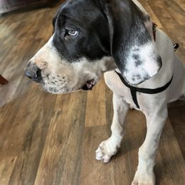 Great Dane Puppies from Blackmon Family Danes