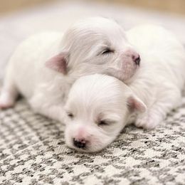 Maltese from TinyPaws