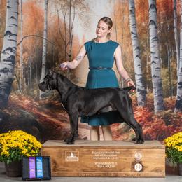 Havana - Cane Corso