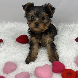 Jelly - Blue and gold female Yorkshire Terrier puppy in The Bronx, New York from Teenie Sweeties Yorkies