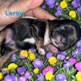 Leroy - Black and tan male Shih Tzu puppy in Sacramento, California from NANA’S  QUALITY SHIH TZU'S