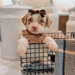 Elsie - Cream female Goldendoodle puppy in Iola, Texas from Supreme Doodles of Texas