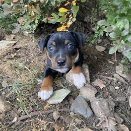 Rat Terrier Puppies from Hawthorne Terriers