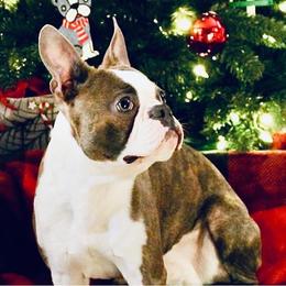 Duke - Boston Terrier