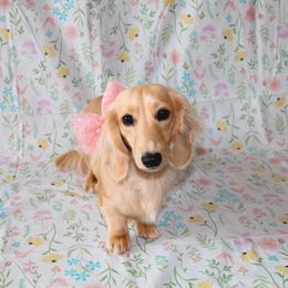 Bellie - Dachshund