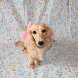 Bellie - Dachshund