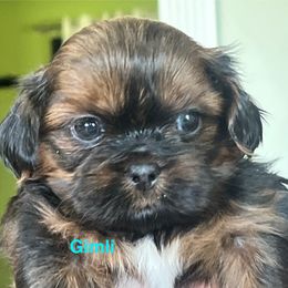 Gimli - Chocolate and tan male Shih Tzu puppy in Bloomfield, Indiana from Meihem Pups