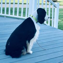 Kacie - English Springer Spaniel
