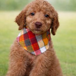 Prancer - Apricot male Goldendoodle puppy in Sanford, Florida from Florida Coast Golden Doodles