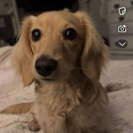 Nelly - Dachshund