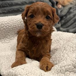 Roses - Red  female Goldendoodle puppy in Point, Texas from Tiny Paws Goldendoodles