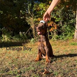 Orange - Red and rust male Doberman Pinscher puppy in Knox, Indiana from Double River Dobermans