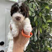 Orange Collar Girl - Brown and white female Spanish Water Dog puppy in Clementon, New Jersey from PitterPatterPuppiesNJ