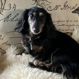 Boudicca - Dachshund